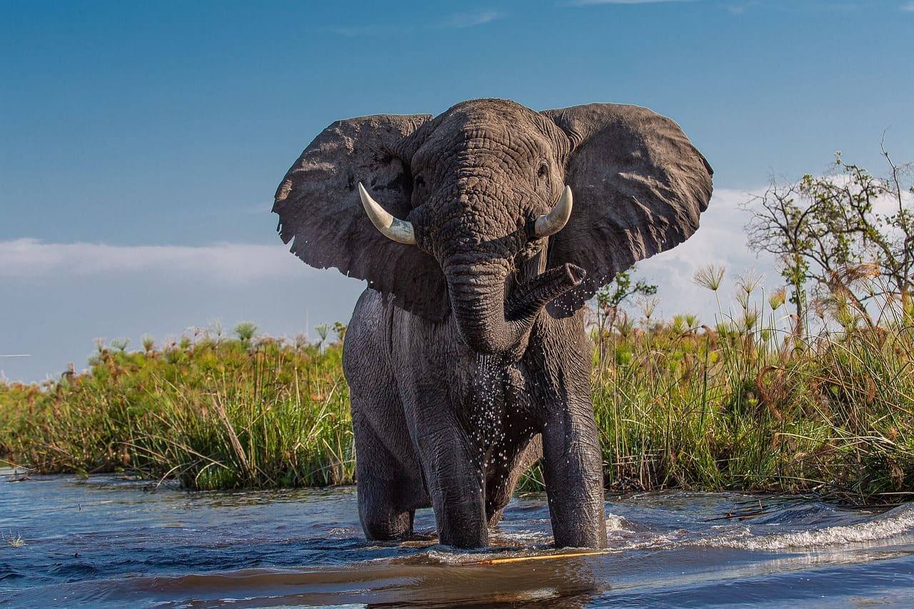 Why Botswana and Namibia Want Fewer Elephants